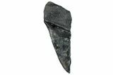 Partial Fossil Megalodon Tooth - Serrated Edge #250061-1